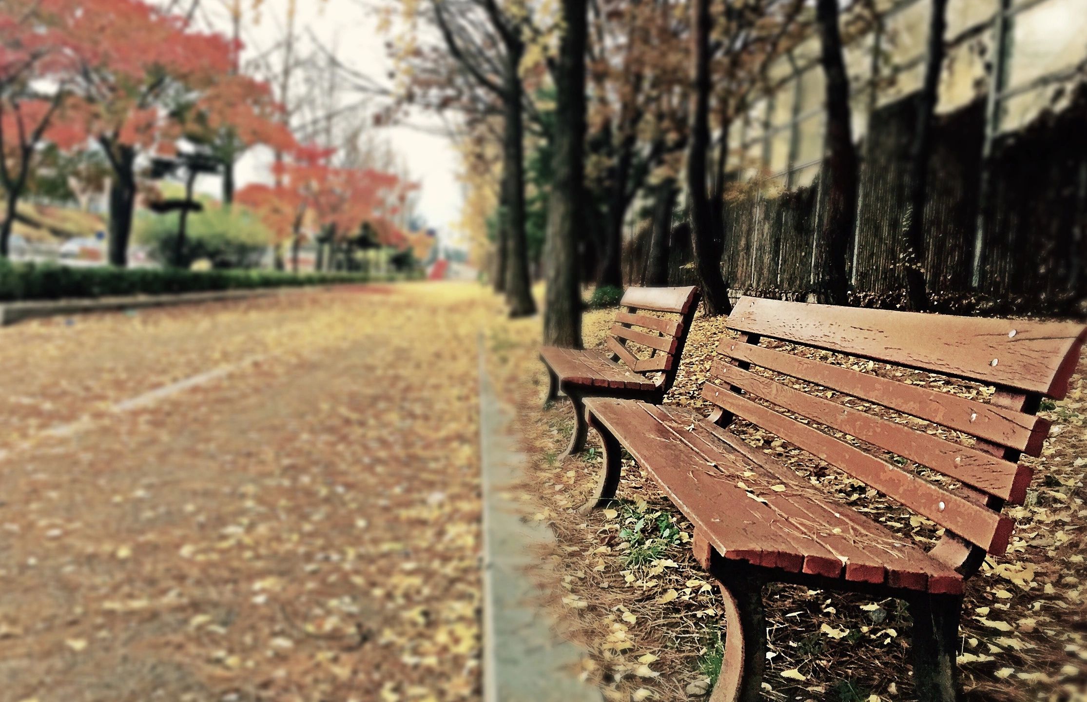 park bench with fall leaves on the ground